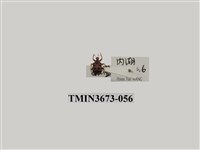 藏品(象鼻蟲(1))的圖片